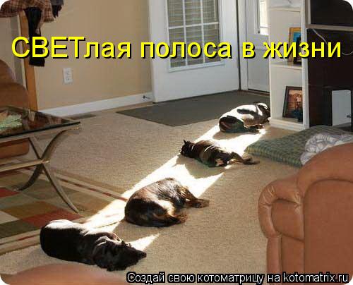 Котоматрица: СВЕТлая полоса в жизни