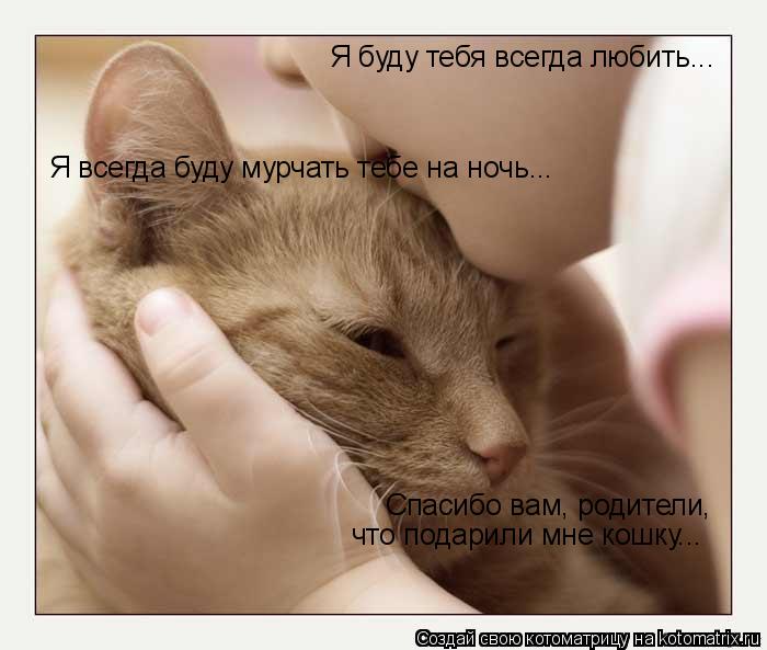 Котоматрица: Я буду тебя всегда любить... Я всегда буду мурчать тебе на ночь... Спасибо вам, родители,  что подарили мне кошку...