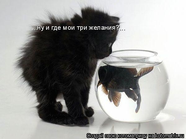 Котоматрица: ...ну и где мои три желания?...