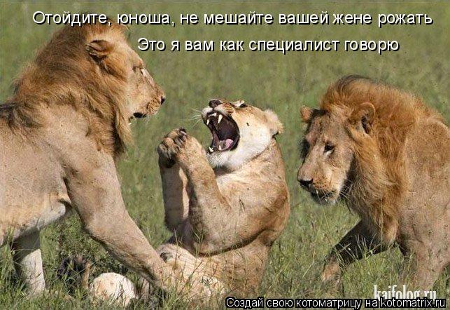 Котоматрица: Отойдите, юноша, не мешайте вашей жене рожать Это я вам как специалист говорю