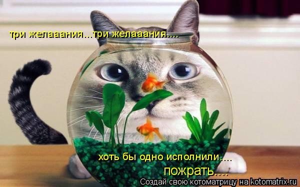 Котоматрица: три желааания...три желааания.... хоть бы одно исполнили.... пожрать....