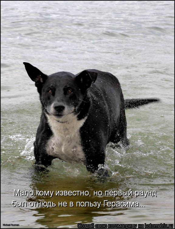 Котоматрица: Мало кому известно, но первый раунд  был отнюдь не в пользу Герасима...