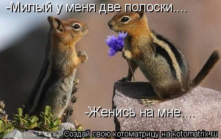 Котоматрица: -Милый у меня две полоски.... -Женись на мне....
