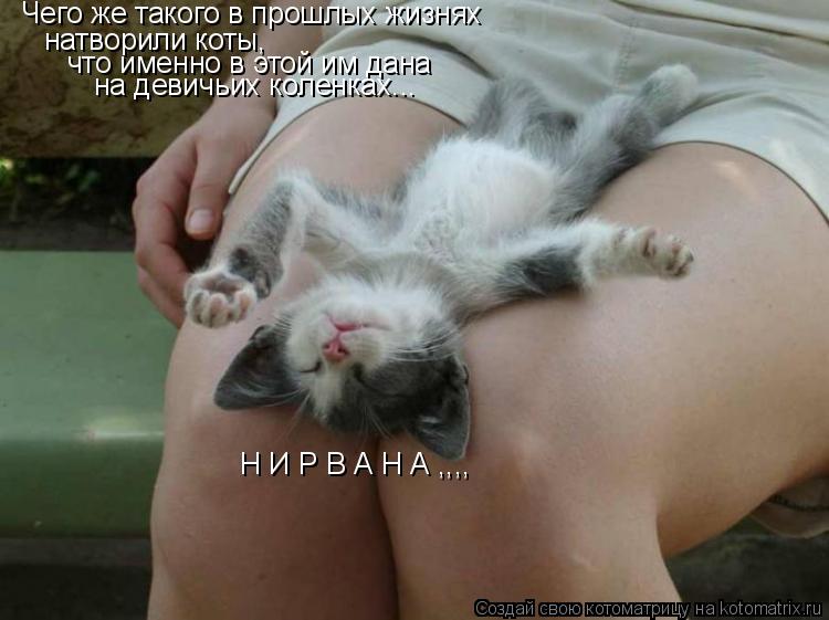 Котоматрица: Чего же такого в прошлых жизнях  натворили коты, что именно в этой им дана на девичьих коленках... Н И Р В А Н А ,,,,