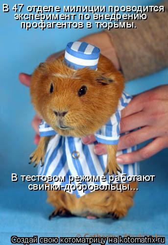 Котоматрица: В 47 отделе милиции проводится  эксперимент по внедрению профагентов в тюрьмы. В тестовом режиме работают свинки-добровольцы...