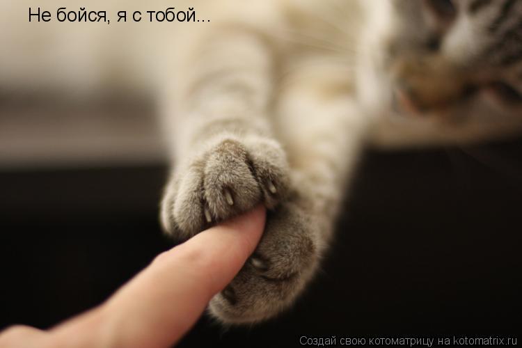 Котоматрица: Не бойся, я с тобой...