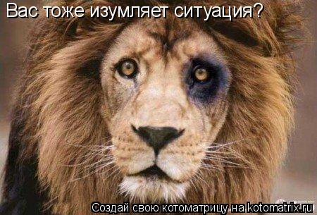 Котоматрица: Вас тоже изумляет ситуация?