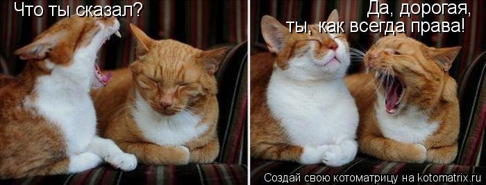 Котоматрица: Что ты сказал? Да, дорогая,  ты, как всегда права!