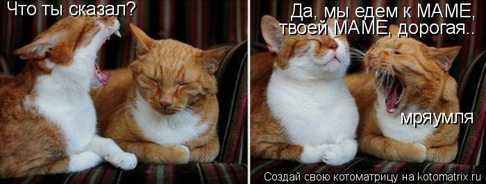 Котоматрица: Что ты сказал? Да, мы едем к МАМЕ, твоей МАМЕ, дорогая.. мряумля