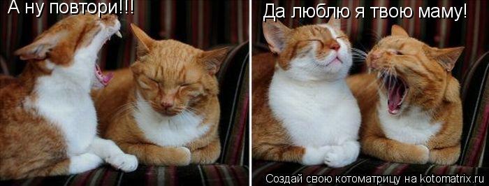 Котоматрица: А ну повтори!!! Да люблю я твою маму!