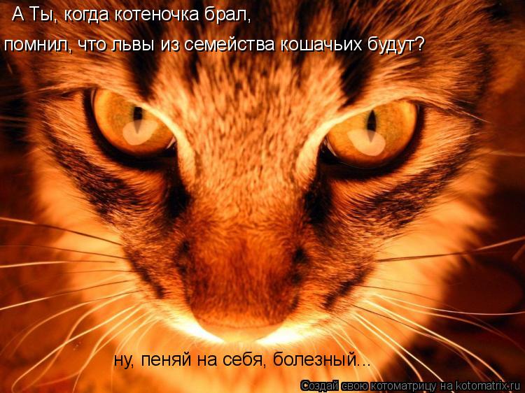 Котоматрица: А Ты, когда котеночка брал, помнил, что львы из семейства кошачьих будут? ну, пеняй на себя, болезный...