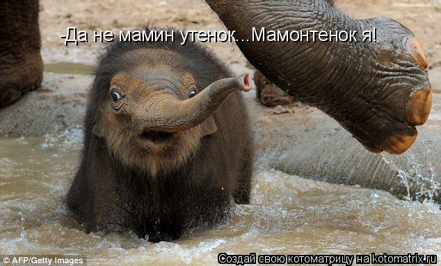 Котоматрица: -Да не мамин утенок...Мамонтенок я!