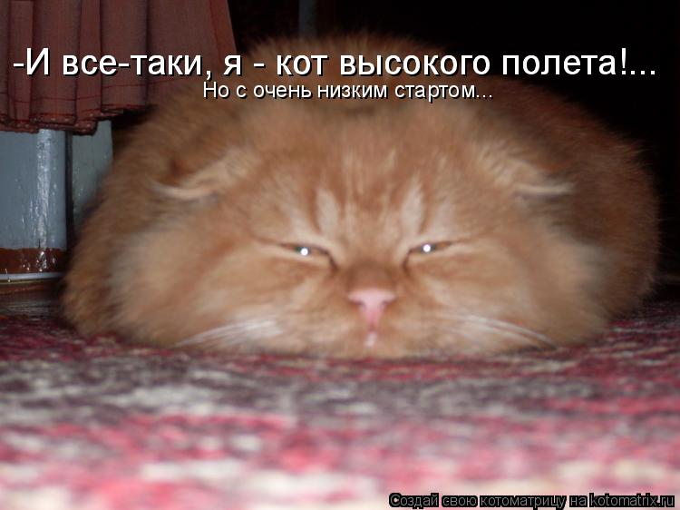 Котоматрица: -И все-таки, я - кот высокого полета!... Но с очень низким стартом... -И все-таки, я - кот высокого полета!...