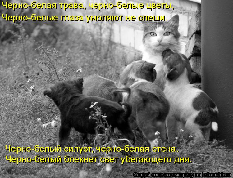 Черно-белая трава, черно-белые цветы, Черно-белые глаза умоляют не спеши. ... Котоматрица: Черно-белая трава, черно-белые цветы, Черно-белые глаза умоляют не спеши. Черно-белый силуэт, черно-белая стена. Черно-бел