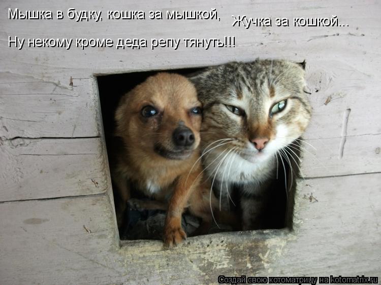 Котоматрица: Мышка в будку, кошка за мышкой, Жучка за кошкой... Ну некому кроме деда репу тянуть!!!