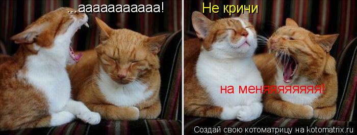 Котоматрица: ...ааааааааааа! Не кричи на меняяяяяяяя!