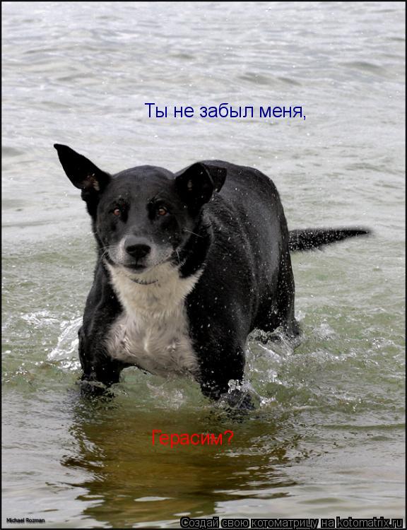 Котоматрица: Ты не забыл меня, Герасим?