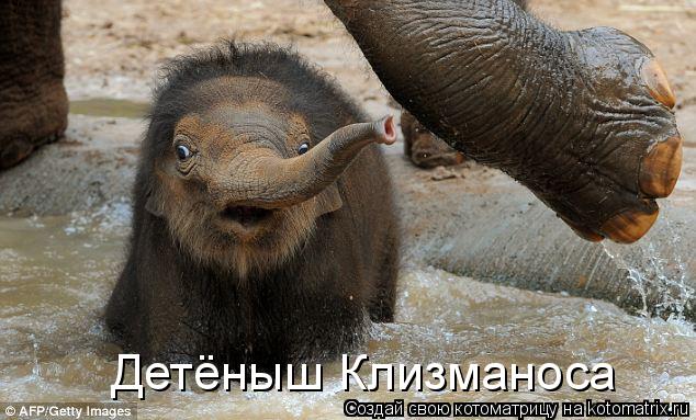 Котоматрица: Детёныш Клизманоса