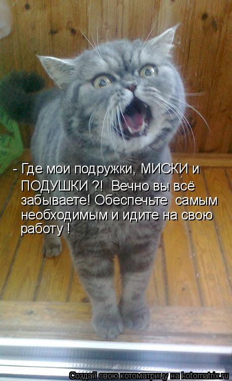 Котоматрица: - Где мои подружки, МИСКИ и  ПОДУШКИ ?!  Вечно вы всё забываете! Обеспечьте  самым необходимым и идите на свою работу !