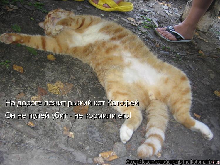Котоматрица: На дороге лежит рыжий кот Котофей Он не пулей убит - не кормили его!