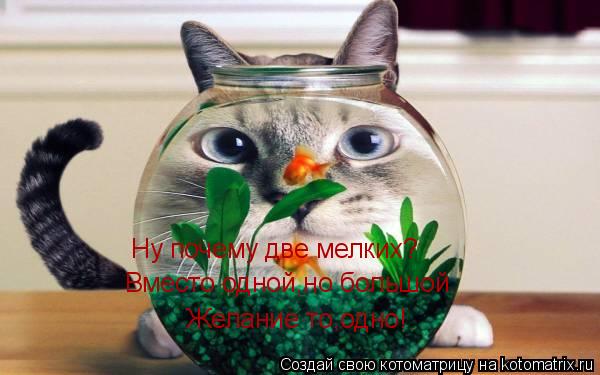 Котоматрица: Вместо одной,но большой. Желание то,одно! Ну почему две мелких?