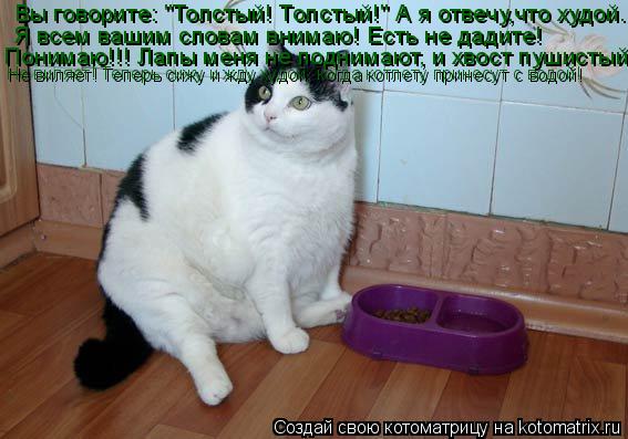 Котоматрица: Вы говорите: "Толстый! Толстый!" А я отвечу,что худой. Я всем вашим словам внимаю! Есть не дадите!  Понимаю!!! Лапы меня не поднимают, и хвост пуш