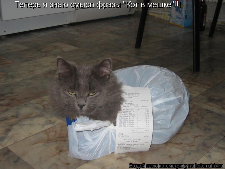 Котоматрица: Теперь я знаю смысл фразы "Кот в мешке"!!!
