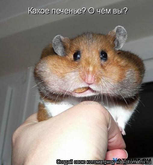 Котоматрица: Какое печенье? О чём вы?