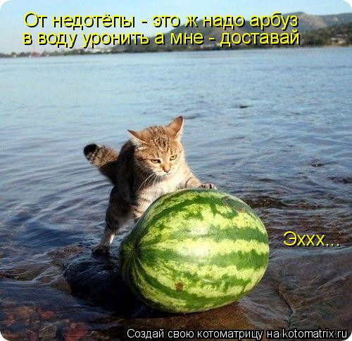 Котоматрица: От недотёпы - это ж надо арбуз в воду уронить а мне - доставай Эххх...