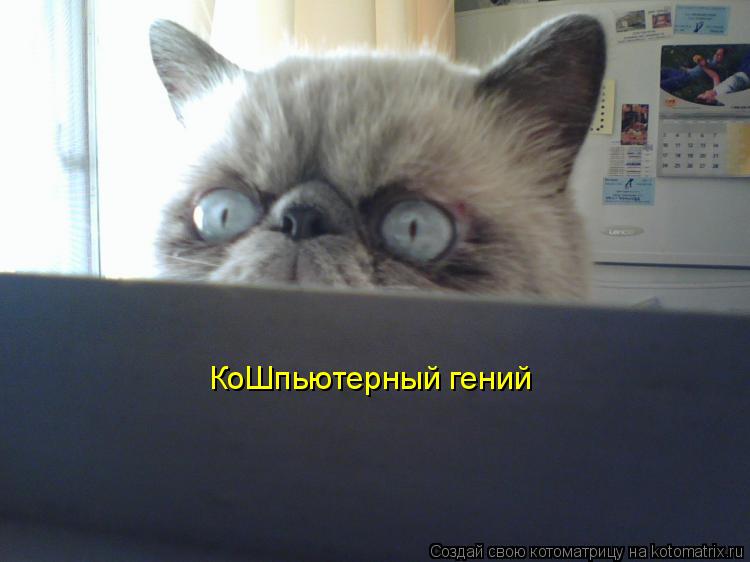 Котоматрица: КоШпьютерный гений