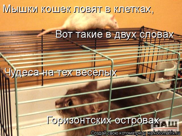 Котоматрица: Мышки кошек ловят в клетках, Вот такие в двух словах Чудеса на тех веселых Горизонтских островах.