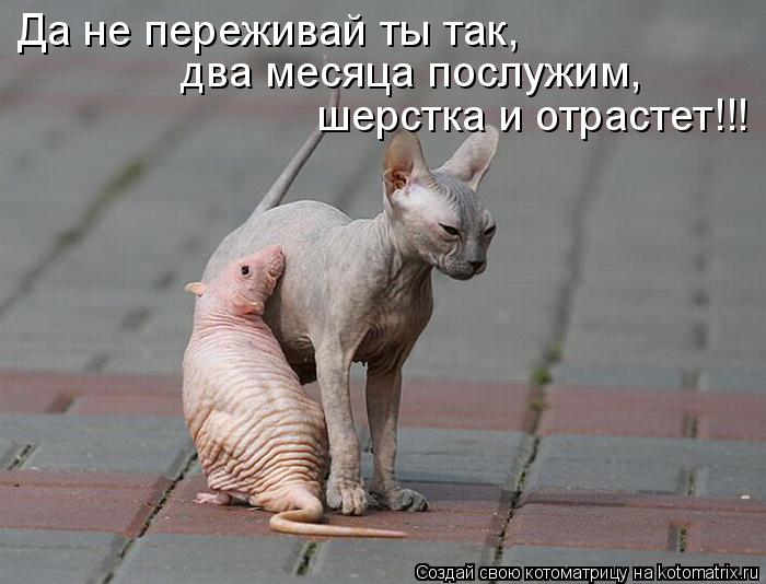 Котоматрица: Да не переживай ты так, два месяца послужим,  шерстка и отрастет!!!