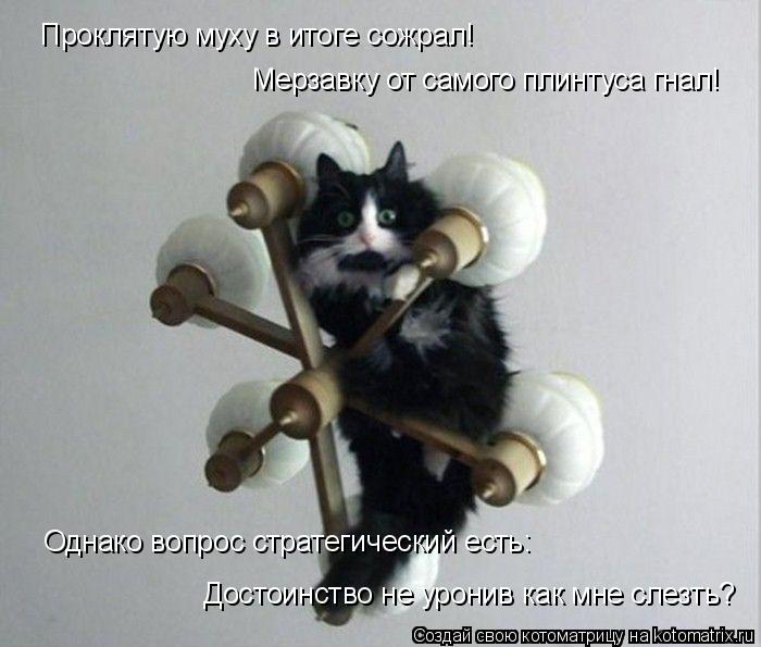 Котоматрица: Проклятую муху в итоге сожрал! Мерзавку от самого плинтуса гнал! Достоинство не уронив как мне слезть? Однако вопрос стратегический есть: