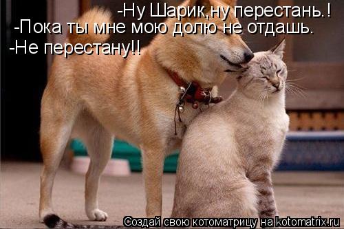 Котоматрица: Ну -Ну Шарик,ну перестань.! -Пока ты мне мою долю не отдашь. -Не перестану!!