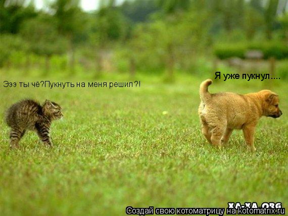 Котоматрица: Эээ ты чё?Пукнуть на меня решил?! Я уже пукнул....