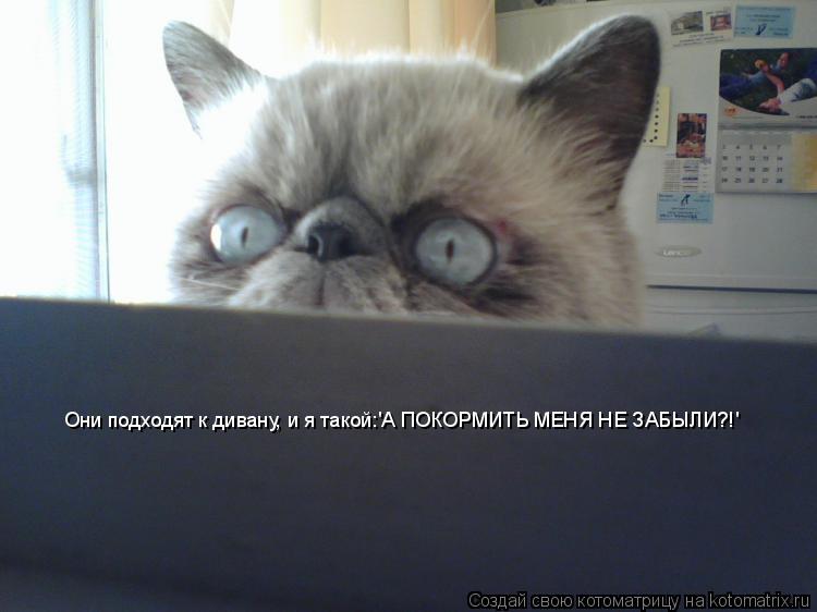 Котоматрица: Они подходят к дивану, и я такой:'А ПОКОРМИТЬ МЕНЯ НЕ ЗАБЫЛИ?!'