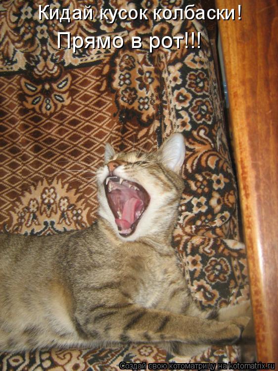 Котоматрица: Кидай кусок колбаски! Прямо в рот!!!