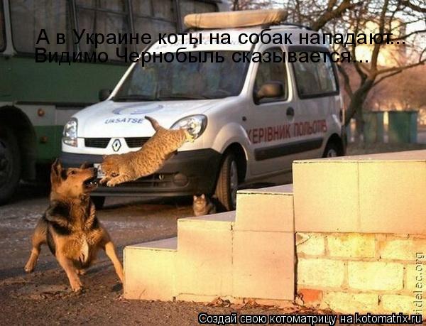 Котоматрица: А в Украине коты на собак нападают ... Видимо Чернобыль сказывается...