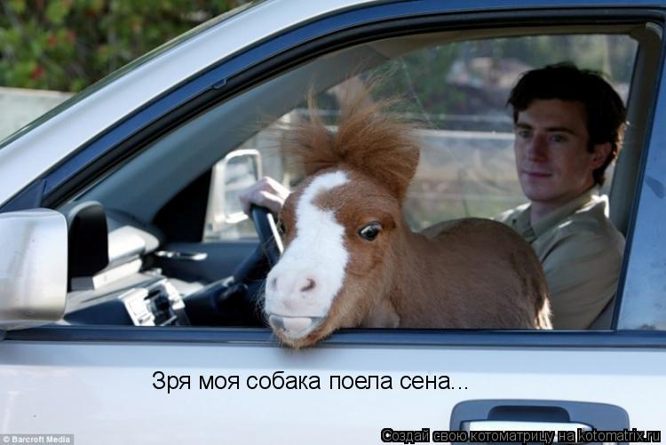Котоматрица: Зря моя собака поела сена...