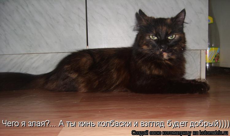 Котоматрица: Чего я злая?... А ты кинь колбаски и взгляд будет добрый))))