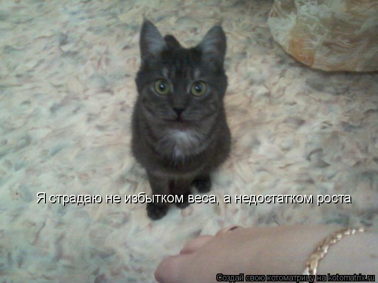 Котоматрица: Я страдаю не избытком веса, а недостатком роста