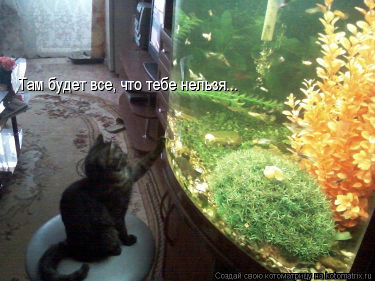 Котоматрица: Там будет все, что тебе нельзя...