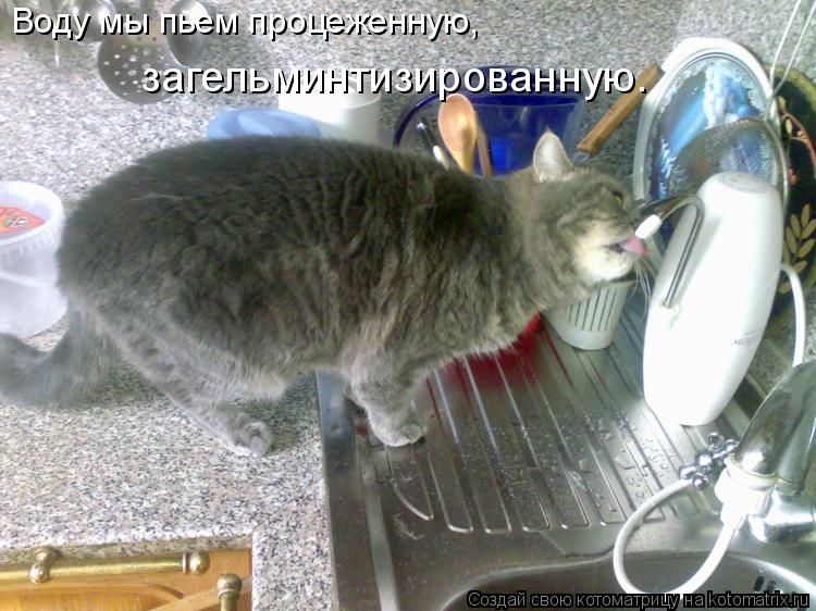 Котоматрица: Воду мы пьем процеженную,  загельминтизированную.