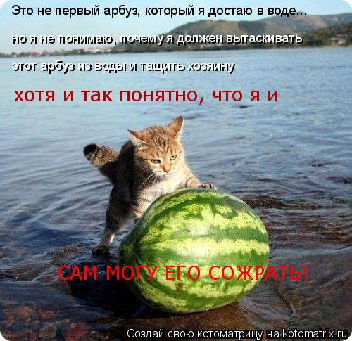 Котоматрица: Это не первый арбуз, который я достаю в воде... но я не понимаю, почему я должен вытаскивать  этот арбуз из воды и тащить хозяину хотя и так пон