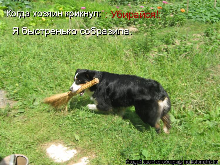 Котоматрица: Когда хозяин крикнул: : Убирайся!; Я быстренько собразила.