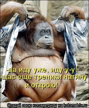 Котоматрица: -да иду уже, иду-у-у! щас еще треники натяну и открою!