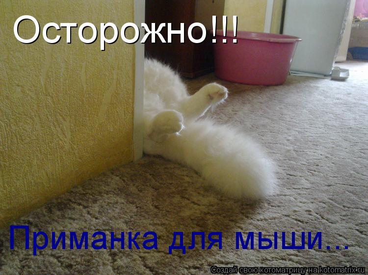 Котоматрица: Осторожно!!! Приманка для мыши...
