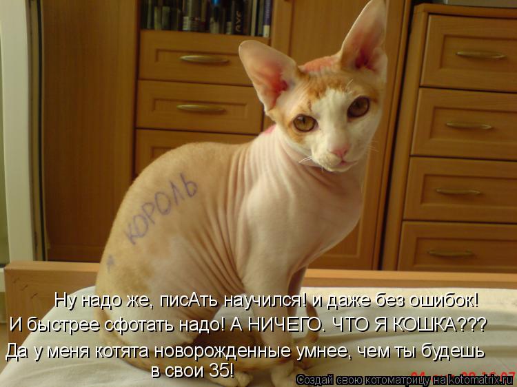 Котоматрица: Ну надо же, писАть научился! и даже без ошибок! И быстрее сфотать надо! А НИЧЕГО. ЧТО Я КОШКА??? Да у меня котята новорожденные умнее, чем ты буд