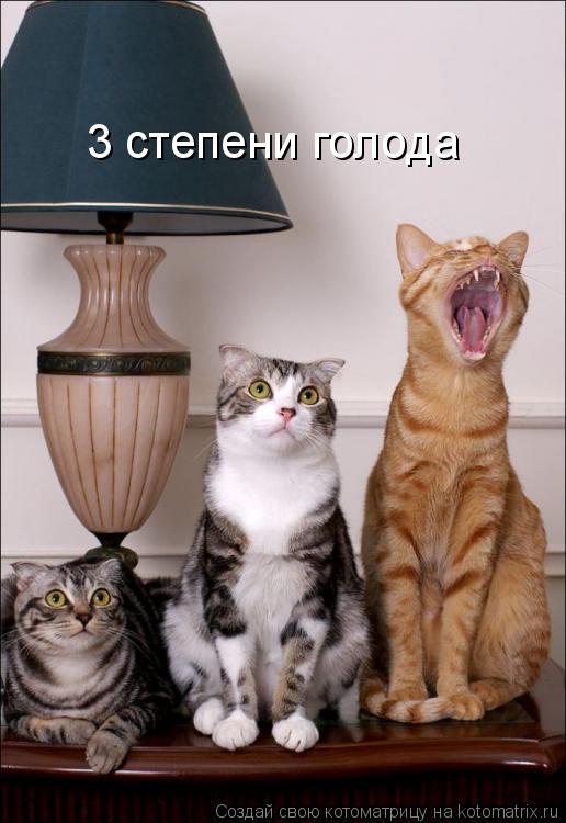 Котоматрица: 3 степени голода