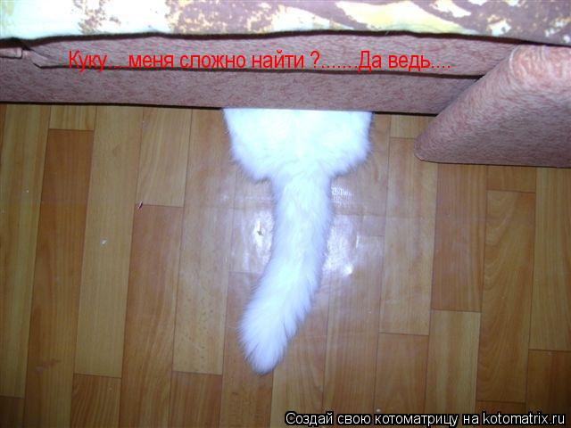 Котоматрица: Куку....меня сложно найти ?.......Да ведь....
